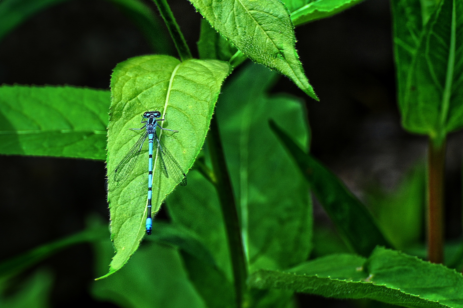 Die zartblaue Libelle