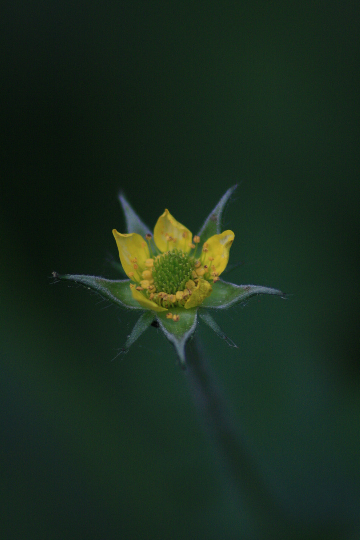 die zarte blüte