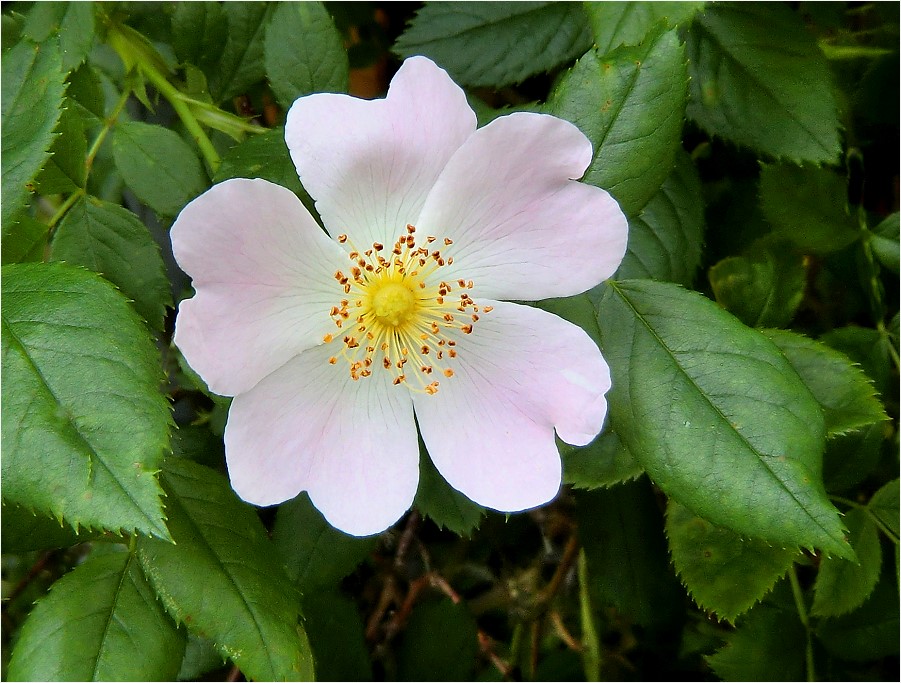 Die Zarte ... (Blüte der Heckenrose)