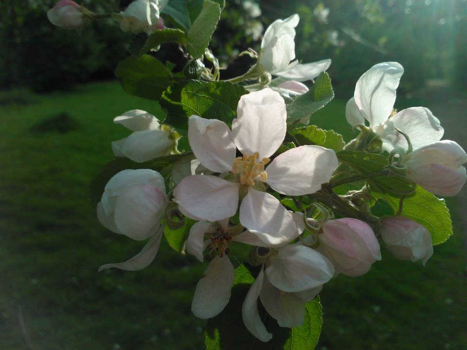 Die zarte Blüte des Apfelbaums