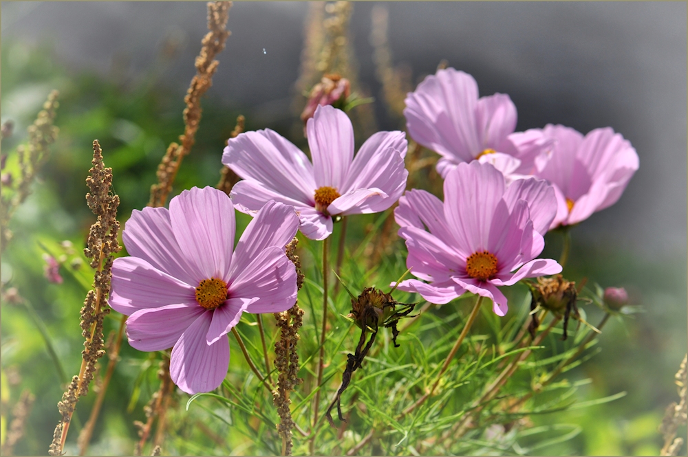 die zarte Cosmea