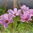 die zarte Cosmea