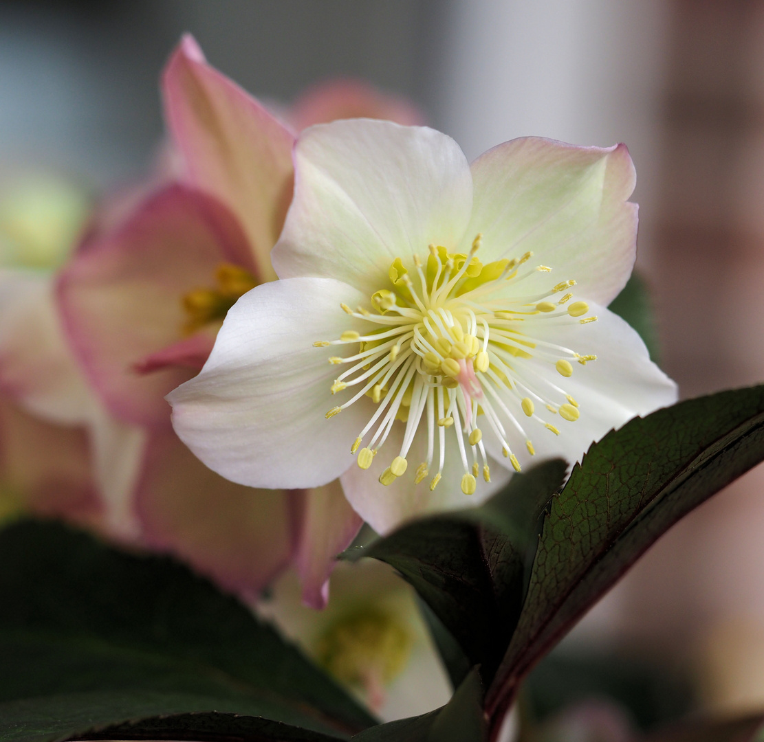 Die zarte Lenzrose Foto & Bild makro, natur, blumen Bilder auf