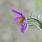 die Zarte Pulsatilla