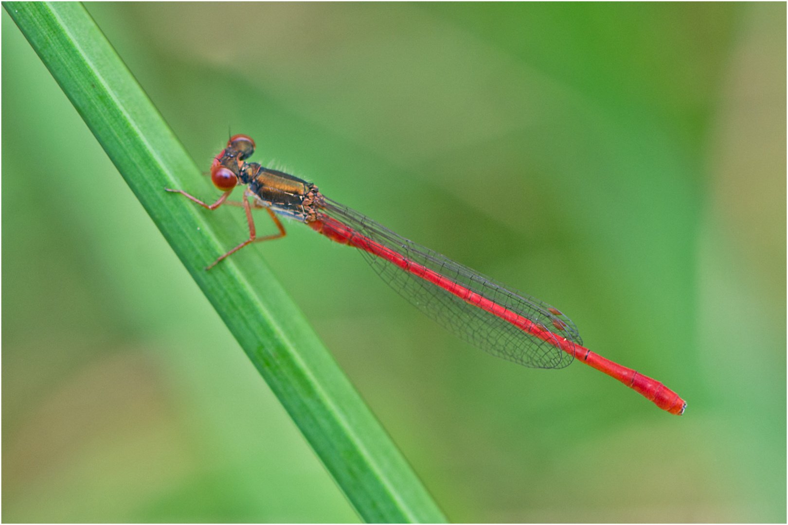 Die Zarte Rubinjungfer (Ceriagrion tenellum) konnte ich . . .