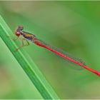 Die Zarte Rubinjungfer (Ceriagrion tenellum) konnte ich . . .