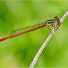 Die Zarte Rubinjungfer (Ceriagrion tenellum) wird auch . . .