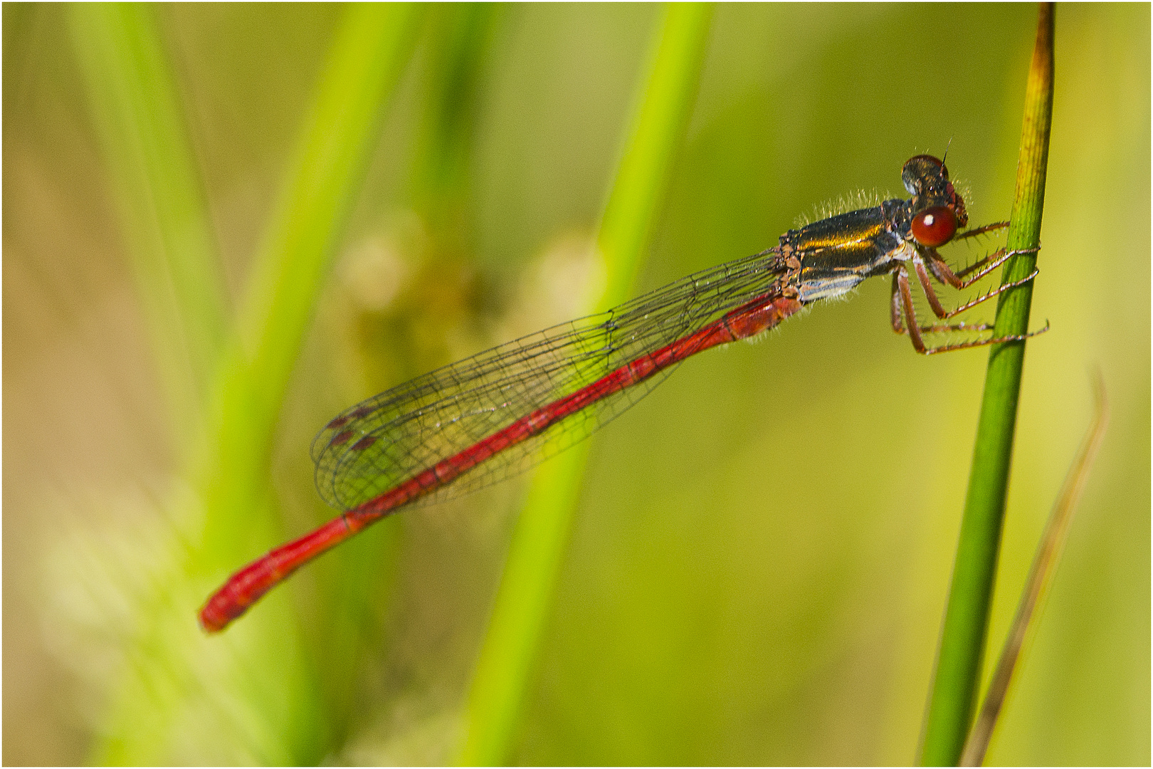 Die Zarte Rubinjungfer oder auch Scharlachlibelle (Ceriagrion tenellum) trägt . . .