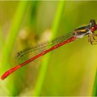 Die Zarte Rubinjungfer oder auch Scharlachlibelle (Ceriagrion tenellum) trägt . . .