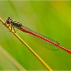 Die Zarte Rubinjungfer oder Scharlachlibelle (Ceriagrion tenellum) . . .