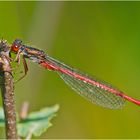 Die Zarte Rubinjungfer oder Scharlachlibelle (Ceriagrion tenellum) . . .