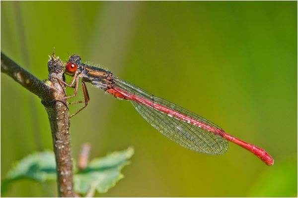 Die Zarte Rubinjungfer oder Scharlachlibelle (Ceriagrion tenellum) . . .