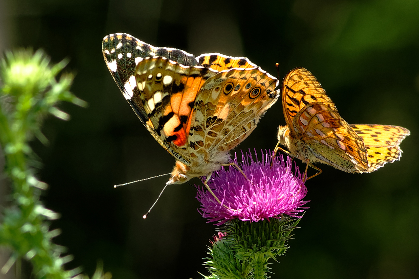 Die zarte Schönheit der Natur