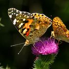 Die zarte Schönheit der Natur