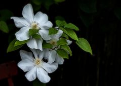 Die zarte Verführung / Clematis