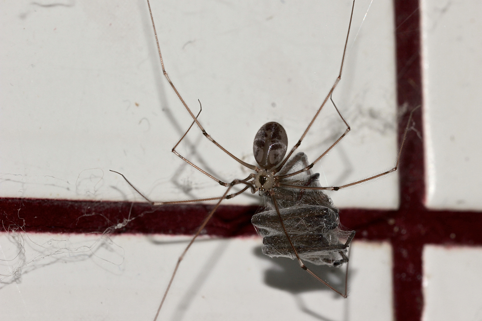 Die zarte Zitterspinne Pholcus phalangioides ...