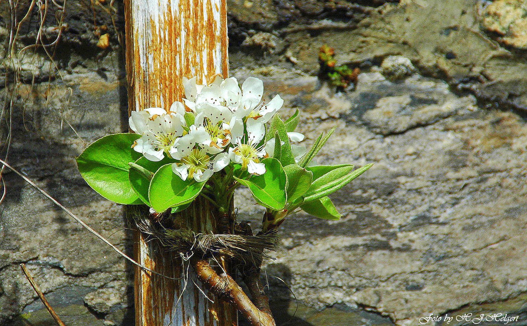 Die zarten Blüten der Bierne