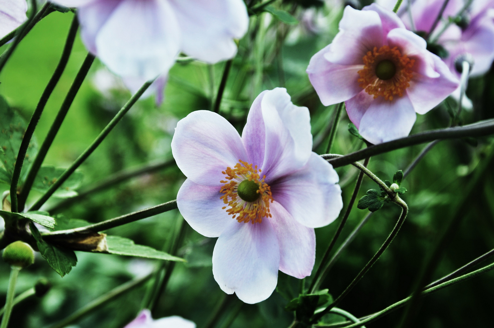 Die zarten Blüten noch einmal für die neue Woche