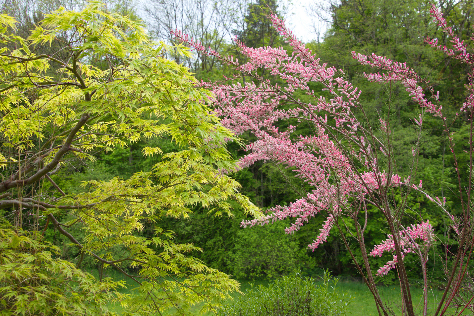 Die zarten Farben des Frühlings