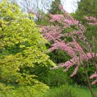 Die zarten Farben des Frühlings