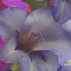die zarten Farben einer Iris