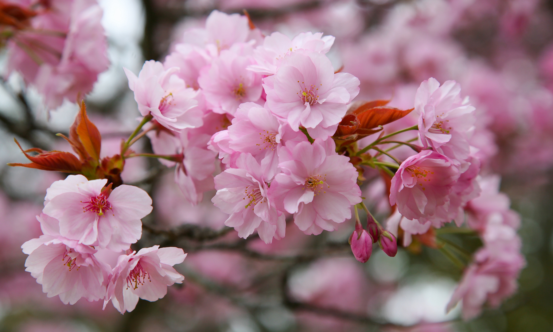 Die zarten Kirschblüten in Kyoto