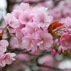 Die zarten Kirschblüten in Kyoto