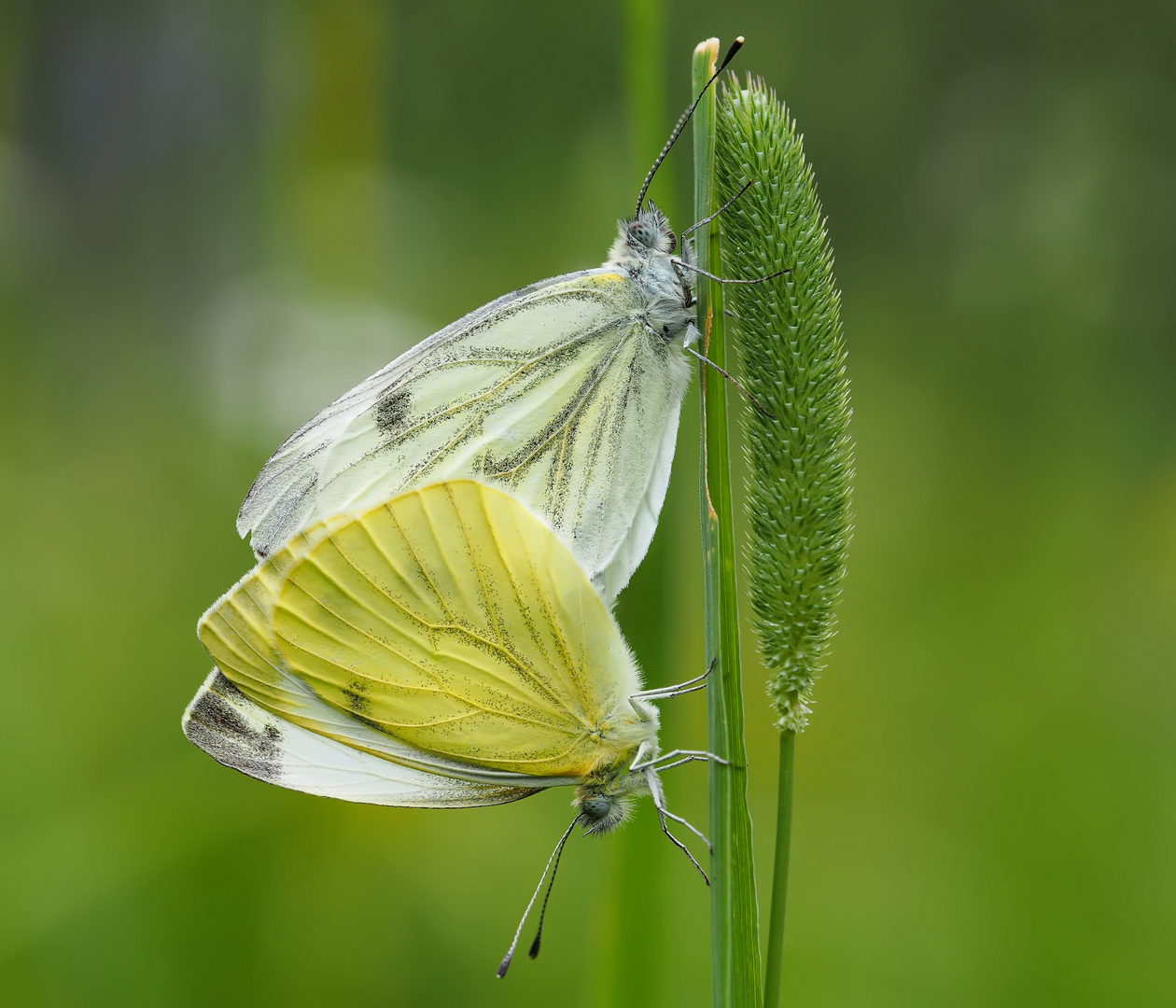 Die zarten Seiten der Natur entdecken... - Découvrir la douceur dans la nature...