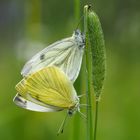 Die zarten Seiten der Natur entdecken... - Découvrir la douceur dans la nature...