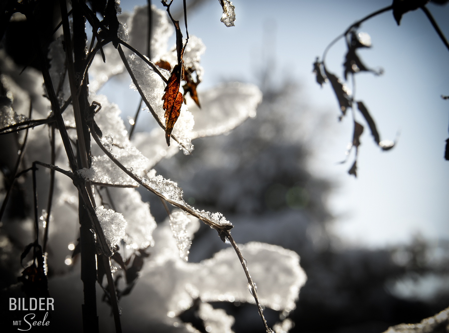 Die zarten Seiten des Winters