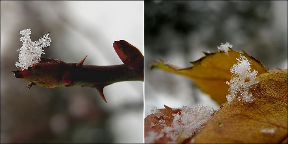 Die zarten Seiten des Winters