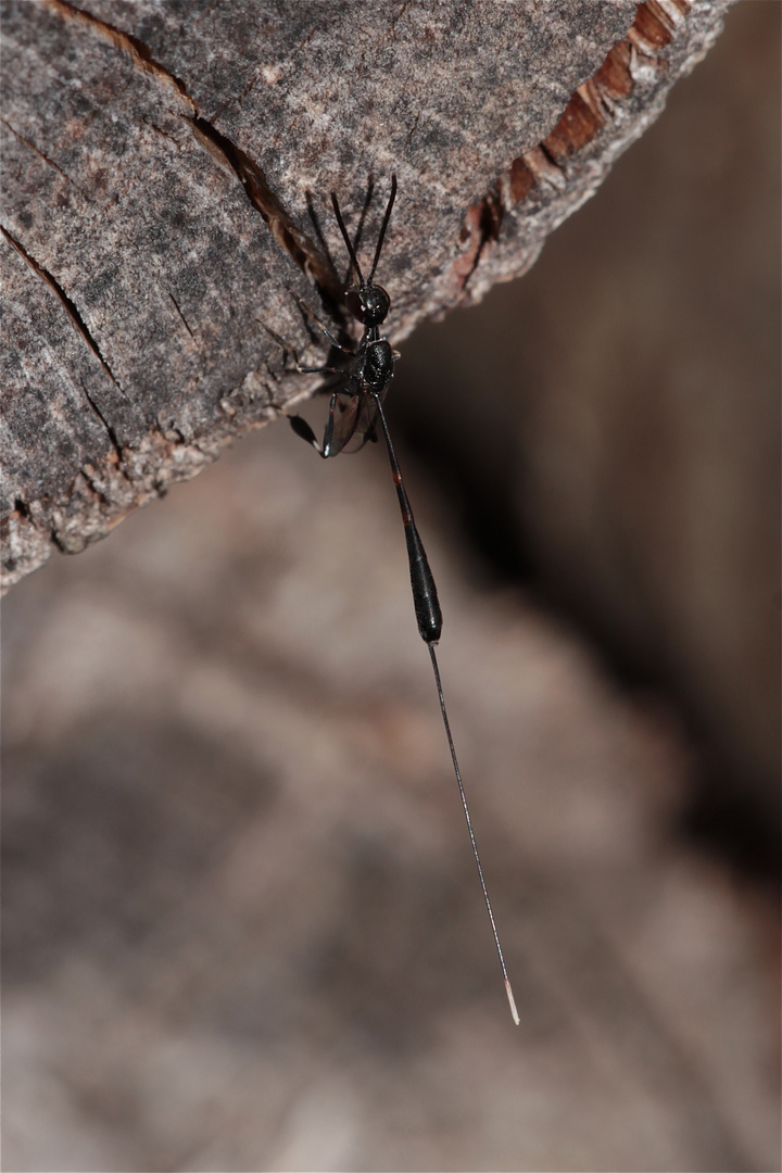 Die zarteste aller Schlupfwespen am Holzstapel - mit Legestachel ca. 2,5 cm: Gasteruption jaculator