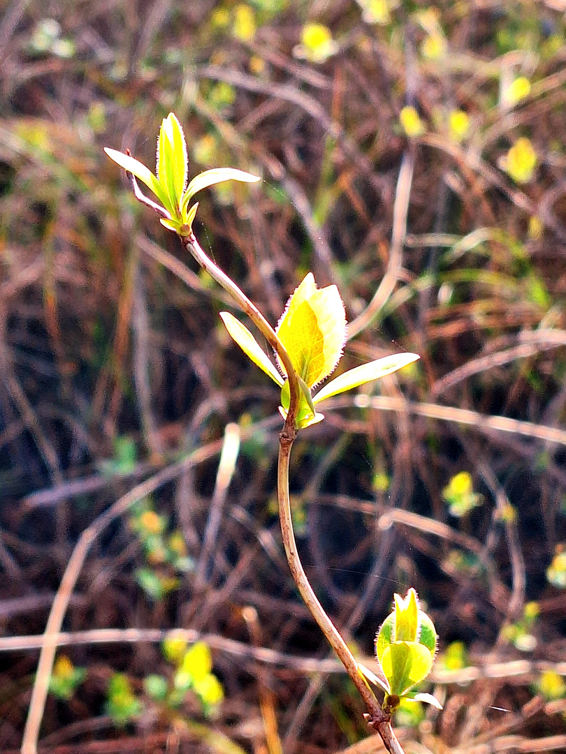 Die Zartheit der Natur