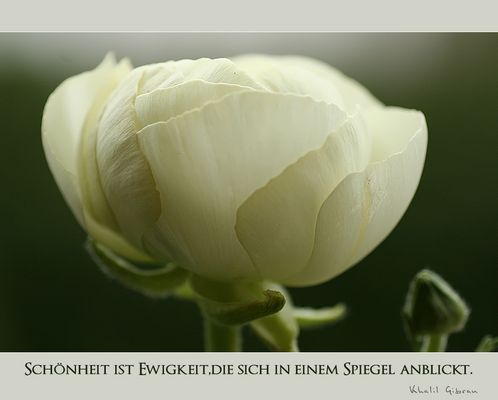 die Zartheit einer Blüte