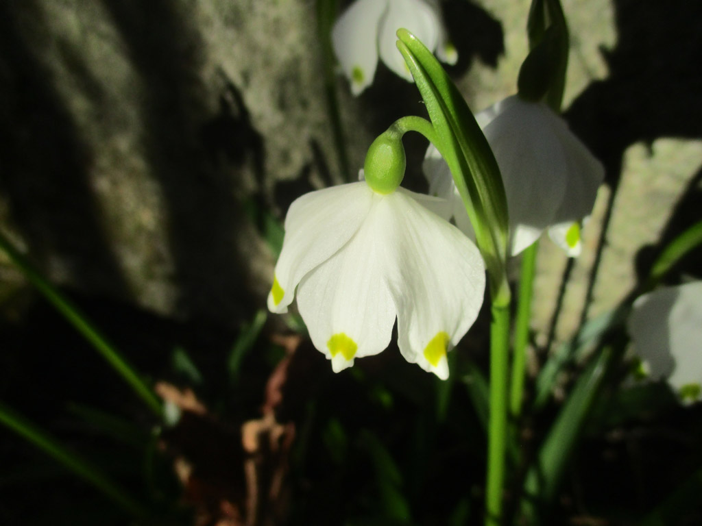  Die zauberhafte Frühlingsknotenblume 