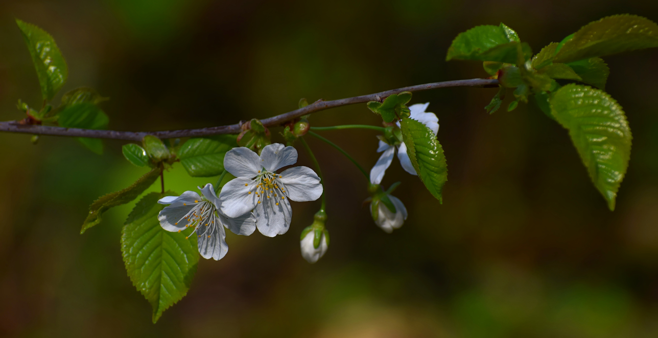 Die zauberhafte Welt der Frühlingsblüten.