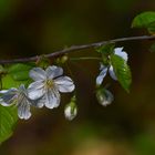 Die zauberhafte Welt der Frühlingsblüten.