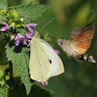 Die zauberhafte Welt der Insekten