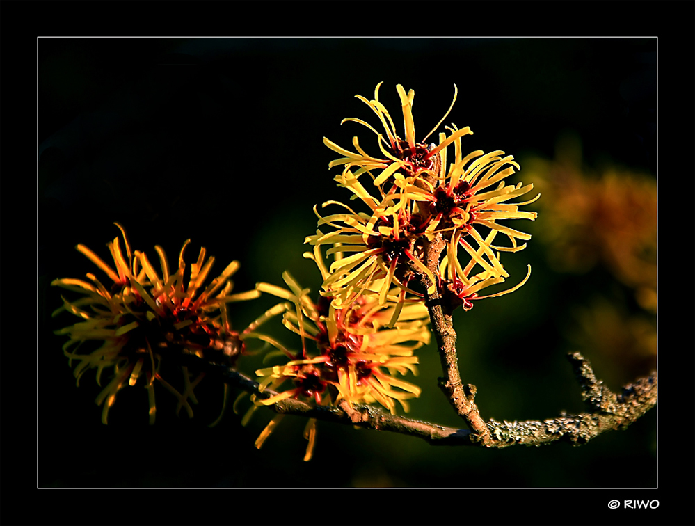 die Zaubernuss - (Hamamelis).......