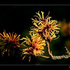 die Zaubernuss - (Hamamelis).......