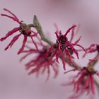 Die Zaubernuss (Hamamelis)