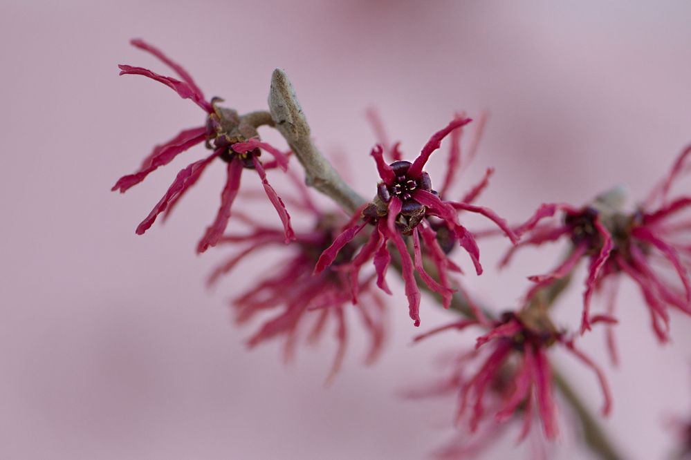 Die Zaubernuss (Hamamelis)