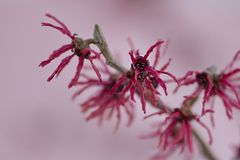 Die Zaubernuss (Hamamelis)