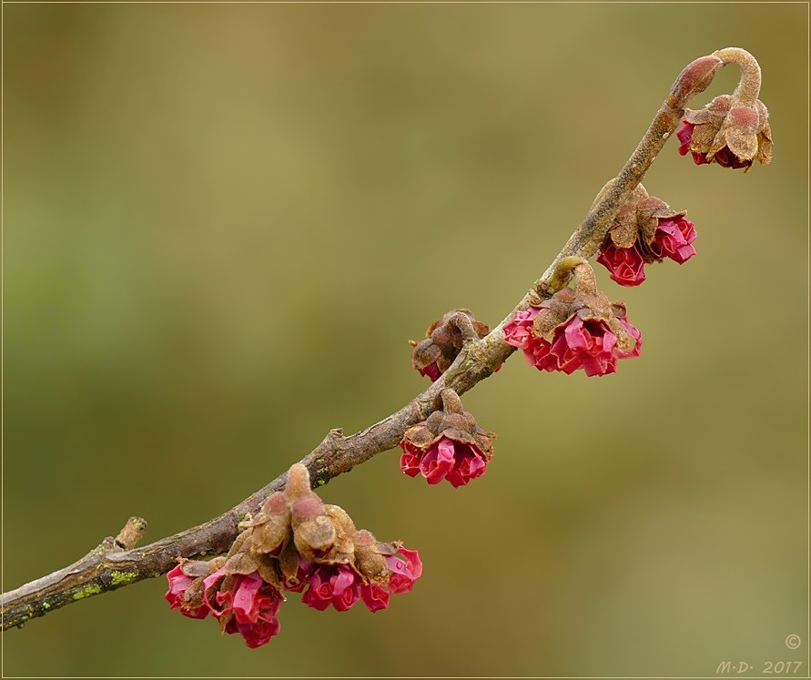 Die Zaubernuss  (Hamamelis) ....