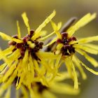 Die Zaubernuss in voller Blüte