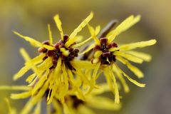 Die Zaubernuss in voller Blüte