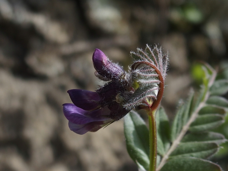 Die Zaun-Wicke 'Vicia sepium' ist auch schon da