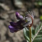 Die Zaun-Wicke 'Vicia sepium' ist auch schon da