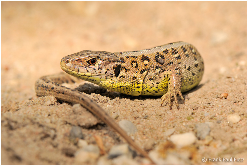 Die Zauneidechse #03 - Lacerta agilis