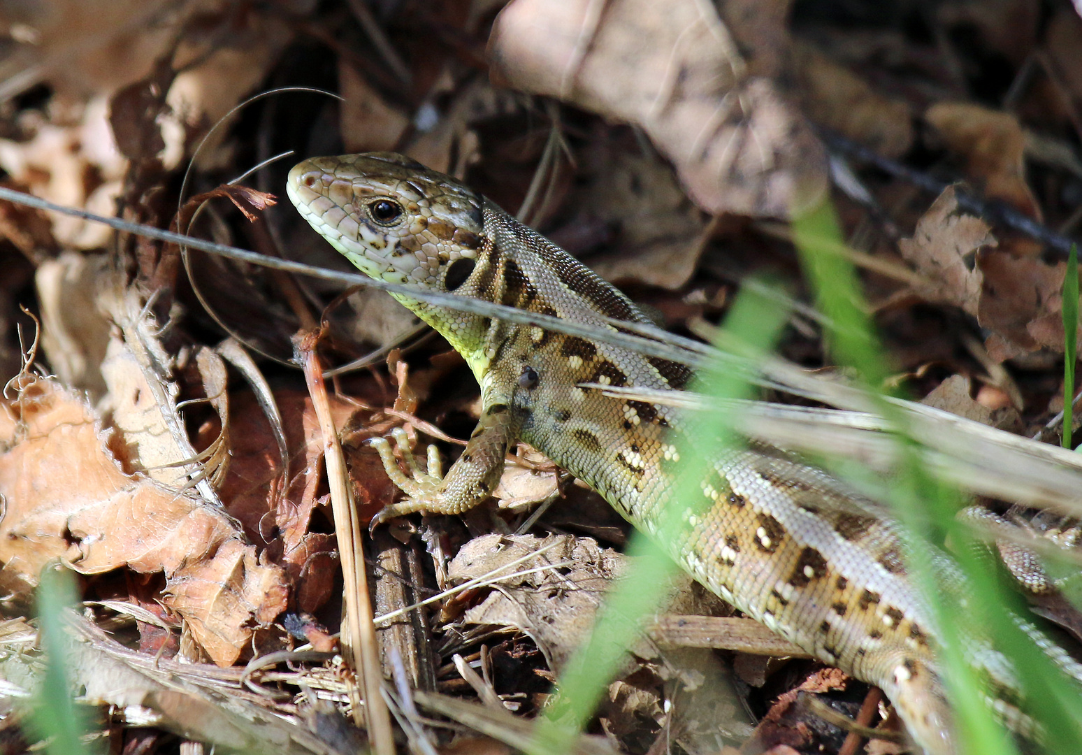 Die Zauneidechse – ein wärmeliebendes Reptil